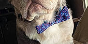 Eróz is registered to the contest to win money with this photo: accessories, animal, bowtie, bulldog, canine, couch, cushion, dog, formalwear, frenchbulldog, furniture, homedecor, husky, linen, pet, pitbull, pug, puppy, tie, whitedog