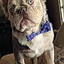 accessories, animal, bowtie, bulldog, canine, couch, cushion, dog, formalwear, frenchbulldog, furniture, homedecor, husky, linen, pet, pitbull, pug, puppy, tie, whitedog