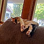 calico_cat, cat, couch, cozy, domestic_animal, fur, furniture, indoor, living_room, nap, paws, pet, pink_paws, relaxed, sleeping, sleepy, sunlight, tail, whiskers, window