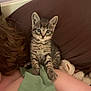 animal, cat, cozy, cute, ears, eyes, fur, green_shirt, indoor, kitten, person, pet, pillow, resting, shoulder, small, stuffed_toy, tabby, whiskers, young
