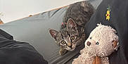 Azur a rejoint le concours — aidez-le/la à gagner de superbes lots ! animal, animal_face, black_clothing, cat, closeup, curious, cute, domestic_cat, fur, gray_surface, human_knee, indoor, kitten, pet, plush_toy, resting, soft_toy, tabby, teddy_bear, young_cat