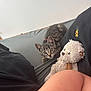 animal, animal_face, black_clothing, cat, closeup, curious, cute, domestic_cat, fur, gray_surface, human_knee, indoor, kitten, pet, plush_toy, resting, soft_toy, tabby, teddy_bear, young_cat