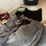 Azur a rejoint le concours — aidez-le/la à gagner de superbes lots ! animal, blanket, cat, cozy, curious, cute, feline, floor, food_bowl, gray, home, indoor, kitten, litter_box, pet, resting, small, tabby, toy, young