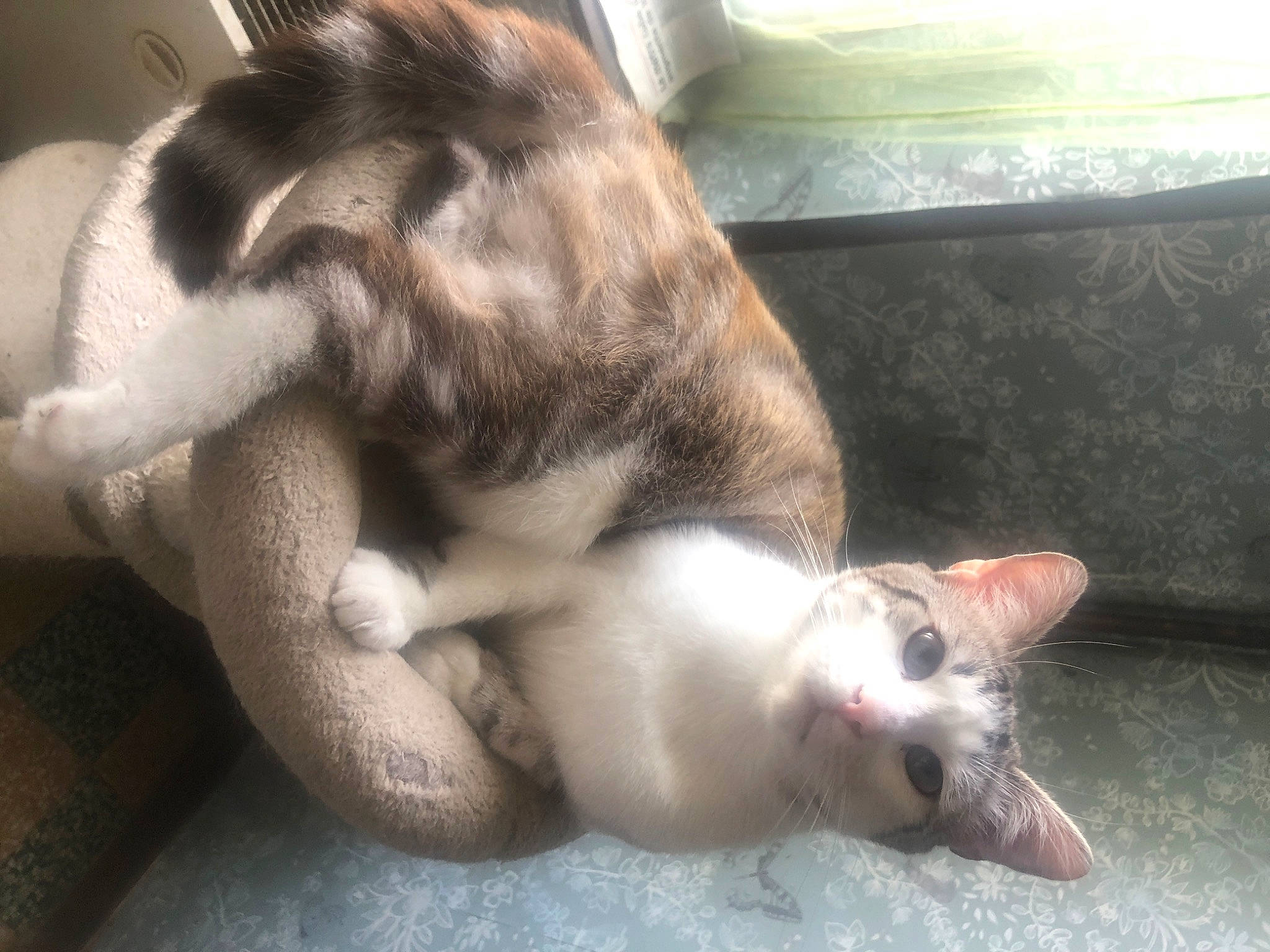 Moka a rejoint le concours — aidez-le/la à gagner de superbes lots ! carnivore, cat, claw, comfort, dog_breed, domestic_short_haired_cat, ear, fang, fawn, felidae, fur, paw, small_to_medium_sized_cats, snout, tail, terrestrial_animal, whiskers