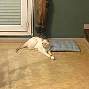 Loan participe au concours pour gagner de l'argent avec cette photo : cat, white_cat, indoor, cushion, wooden_statue, window, blinds, floor, ball, pet, resting, relaxed, cozy, living_room, ornament, carpet, shadow, paws, looking_away, home_decor