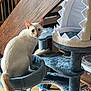 cat, cream_cat, cat_tree, shark_bed, pet_bed, indoor, stairs, wooden_stairs, furniture, tail, whiskers, wide_eyes, looking_at_camera, portrait, fur, curious, household, shelf, playful, domestic_cat