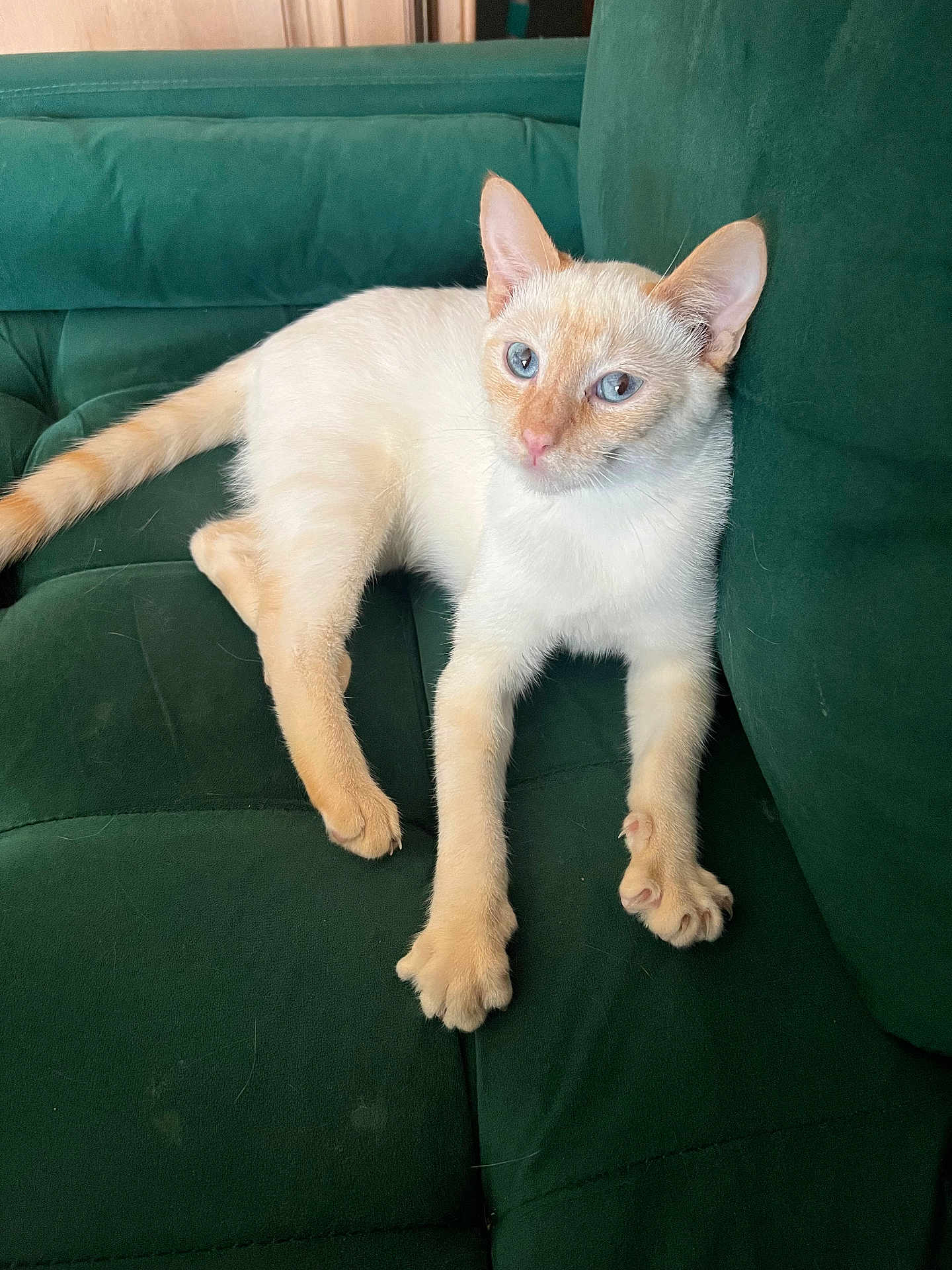 Loan a rejoint le concours — aidez-le/la à gagner de superbes lots ! cat, feline, pet, blue_eyes, cream_fur, orange_markings, sofa, couch, green_couch, upholstery, paws, whiskers, ears, tail, indoor, relaxing, lounging, portrait, fur, living_room