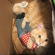 Toast joined the competition — help win amazing prizes! cat, cardboard_box, stuffed_toy, orange_cat, feline, pet, cozy, curled_up, fur, whiskers, toy_clothing, indoor, cute, looking_up, animal, playful, relaxed, domestic_cat, claw, soft