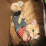 cat, cardboard_box, stuffed_toy, orange_cat, feline, pet, cozy, curled_up, fur, whiskers, toy_clothing, indoor, cute, looking_up, animal, playful, relaxed, domestic_cat, claw, soft