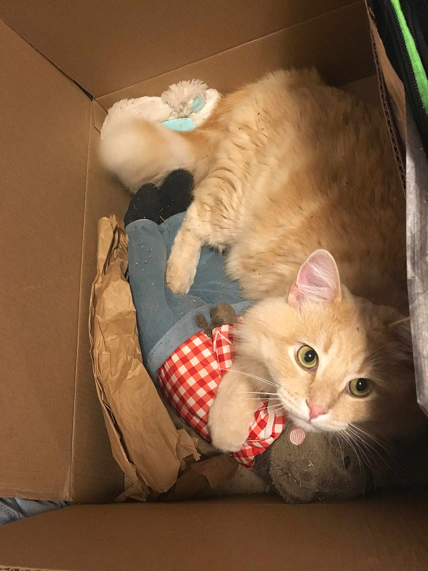 Toast joined the competition — help win amazing prizes! cat, cardboard_box, stuffed_toy, orange_cat, feline, pet, cozy, curled_up, fur, whiskers, toy_clothing, indoor, cute, looking_up, animal, playful, relaxed, domestic_cat, claw, soft