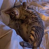 Aïko participe au concours pour gagner de l'argent avec cette photo : cat, tabby, bed, blanket, white_bedding, pet, feline, lying_down, indoor, cozy, sleepy, soft_light, curious, whiskers, paws, striped, fur, relaxed, cute, animal