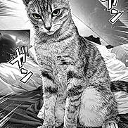 Aïko participe au concours pour gagner de l'argent avec cette photo : animal, artistic, bed, black_and_white, cat, comic, dramatic, eyes, feline, fur, indoor, japanese_text, lines, manga_style, paws, pet, portrait, sitting, striped, whiskers