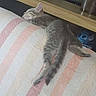 Aïko a rejoint le concours — aidez-le/la à gagner de superbes lots ! animal, cat, couch, cozy, cute, domestic, fur, furniture, gray, home, indoor, kitten, nap, pet, quilt, relaxed, resting, sleeping, striped, tabby