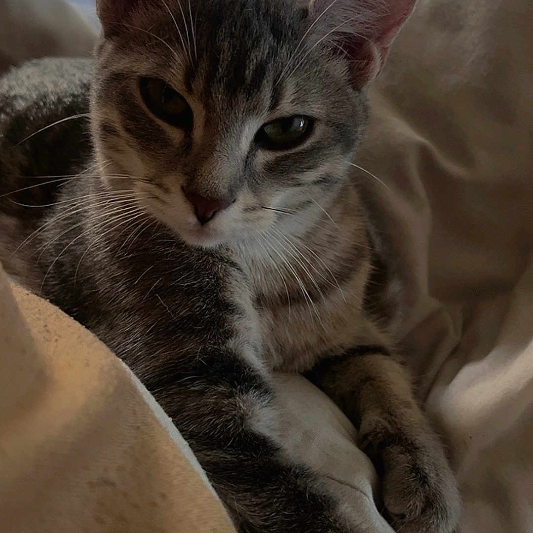 Aïko participe au concours pour gagner de l'argent avec cette photo : cat, tabby, pet, animal, indoor, bed, blanket, resting, fur, whiskers, ears, paw, relaxed, cute, sleepy, feline, closeup, cozy, domestic, portrait