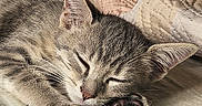 Aïko a rejoint le concours — aidez-le/la à gagner de superbes lots ! animal, blanket, cat, closeup, cozy, cute, domestic, ears, fur, indoor, kitten, nap, paw, peaceful, pet, quilt, resting, sleeping, soft, whiskers