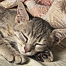 Aïko a rejoint le concours — aidez-le/la à gagner de superbes lots ! cat, kitten, sleeping, paw, closeup, fur, whiskers, ears, blanket, quilt, cozy, resting, cute, pet, animal, domestic, soft, nap, peaceful, indoor