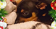 Pépito a rejoint le concours — aidez-le/la à gagner de superbes lots ! dog, sleeping, blanket, christmas, holiday, festive, ornaments, gifts, stocking, bells, pine_branches, red_bow, cozy, snuggling, pet, cute, animal, relaxed, winter, celebration