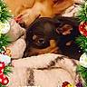 animal, bells, blanket, celebration, christmas, cozy, cute, dog, festive, gifts, holiday, ornaments, pet, pine_branches, red_bow, relaxed, sleeping, snuggling, stocking, winter
