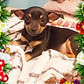 Pépito participe au concours pour gagner de l'argent avec cette photo : puppy, dog, blanket, bed, christmas, holiday, festive, gifts, ornaments, bells, greenery, red, yellow, cozy, cute, small_dog, indoor, decorations, sleepy, merry_christmas