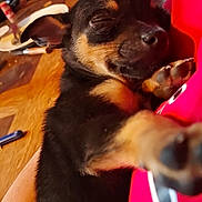 Pépito a rejoint le concours — aidez-le/la à gagner de superbes lots ! puppy, dog, sleeping, cute, pet, animal, closeup, indoor, hand, resting, black_and_tan, fur, adorable, cozy, young, small, relaxed, companion, mammal, domestic