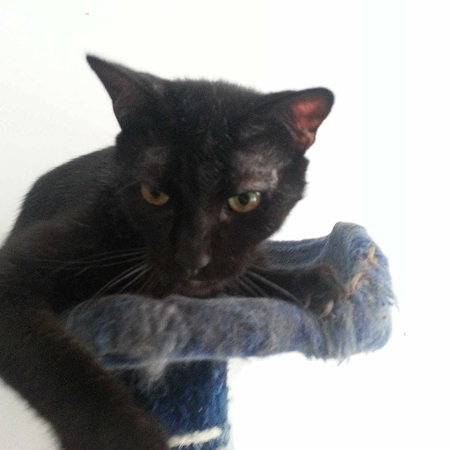 Elphy