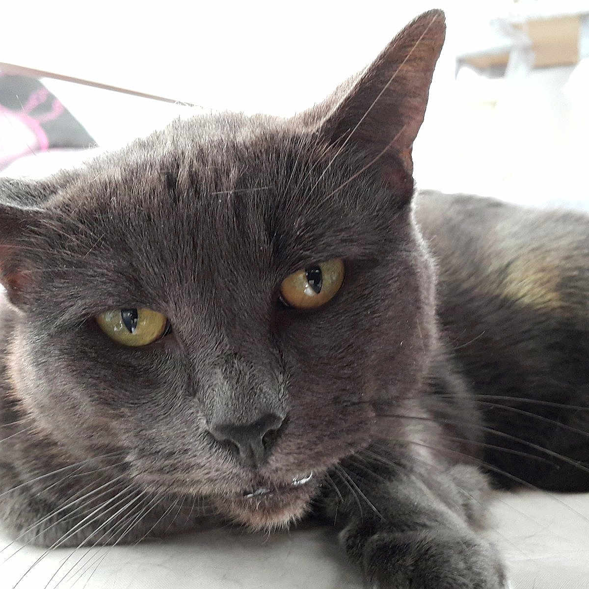 Chouky