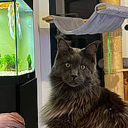 Raven a rejoint le concours — aidez-le/la à gagner de superbes lots ! cat, gray_cat, fluffy, pet, fish_tank, aquarium, fish, cat_tree, indoor, furniture, curious, animal, home, living_room, plant, couch, closeup, pet_furniture, domestic_cat, mammal