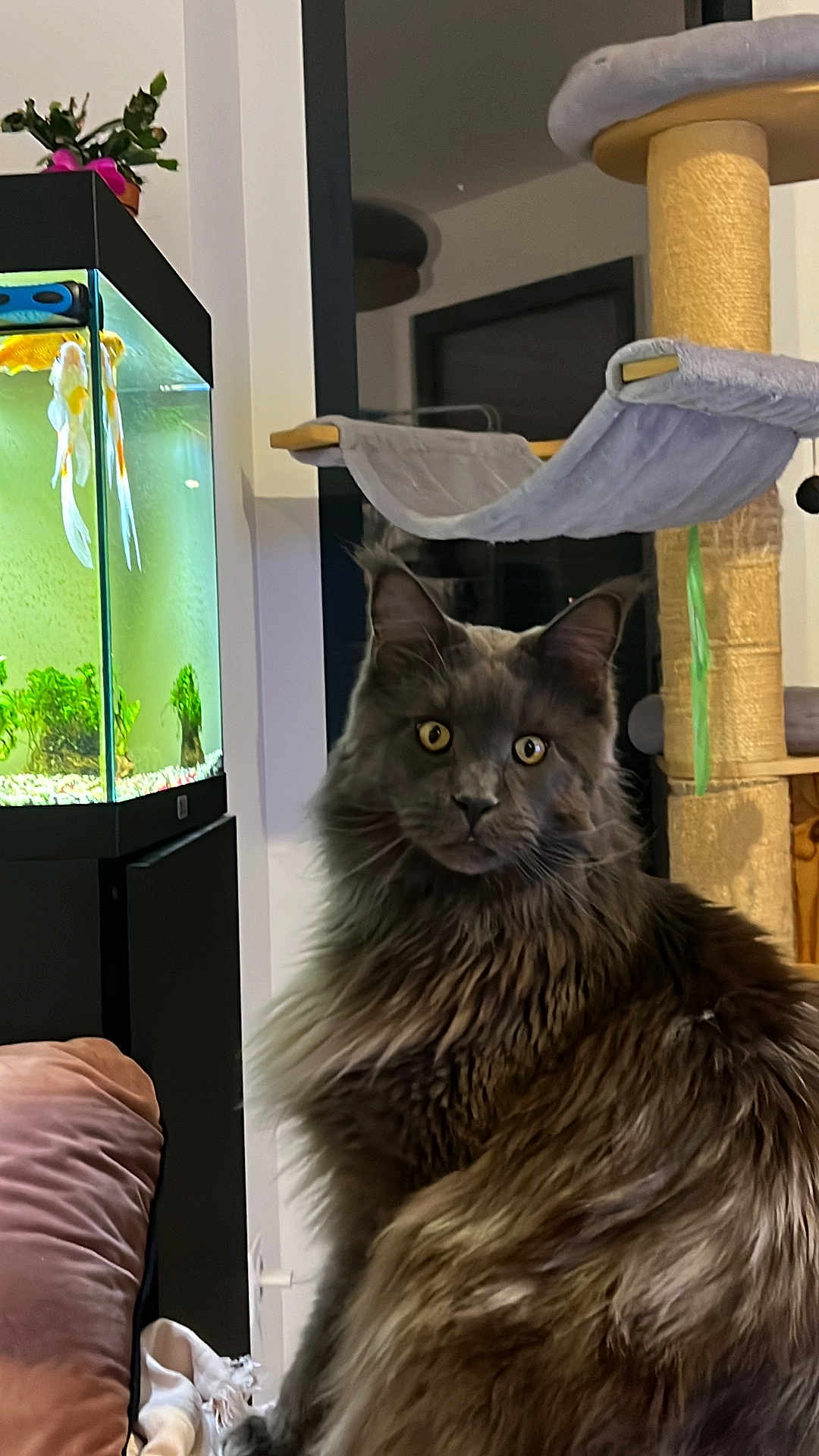 Raven a rejoint le concours — aidez-le/la à gagner de superbes lots ! cat, gray_cat, fluffy, pet, fish_tank, aquarium, fish, cat_tree, indoor, furniture, curious, animal, home, living_room, plant, couch, closeup, pet_furniture, domestic_cat, mammal