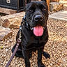 dog, black_dog, canine, pet, animal, sitting, tongue, panting, collar, leash, harness, outdoor, patio, steps, pebbles, portrait, closeup, alert, happy, short_hair