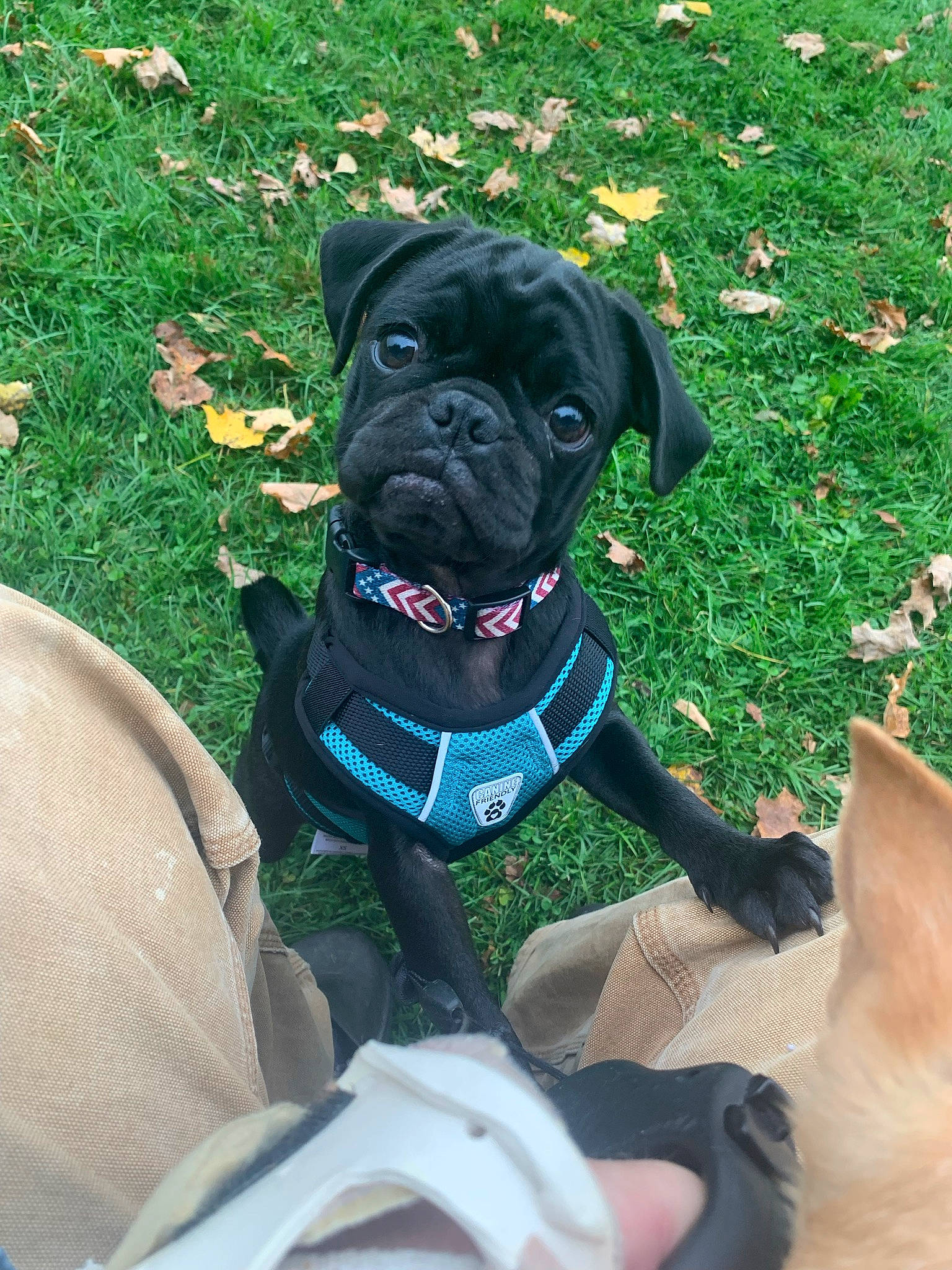 Timmy joined the competition — help win amazing prizes! annual_plant, canidae, carnivore, collar, companion_dog, dog, dog_breed, dog_collar, dog_supply, fashion_accessory, fawn, grass, groundcover, lawn, leash, personal_protective_equipment, pet_supply, plant, sporting_group, working_animal