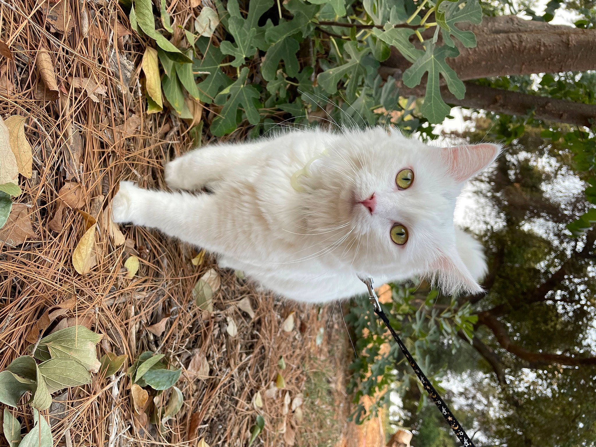Kiwi is registered to the contest to win money with this photo: carnivore, cat, domestic_short_haired_cat, fawn, felidae, flower, flowering_plant, fur, grass, plant, plant_stem, small_to_medium_sized_cats, snout, soil, tail, terrestrial_animal, tree, twig, whiskers, wood