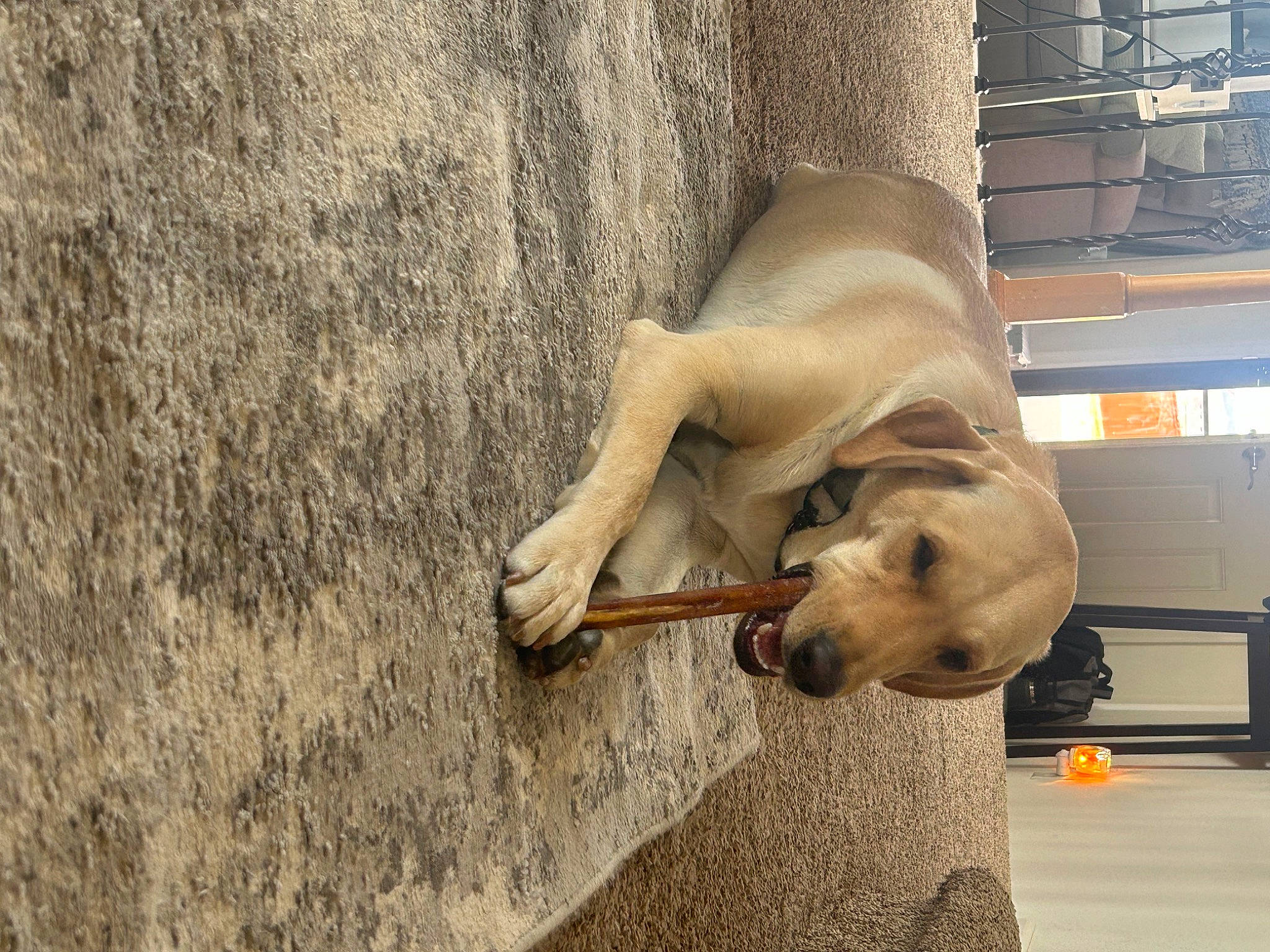 Duke joined the competition — help win amazing prizes! art, canidae, carnivore, collar, comfort, companion_dog, dog, dog_breed, dog_collar, fawn, foot, fur, guard_dog, non_sporting_group, pet_supply, snout, sporting_group, terrestrial_animal, wood, working_animal