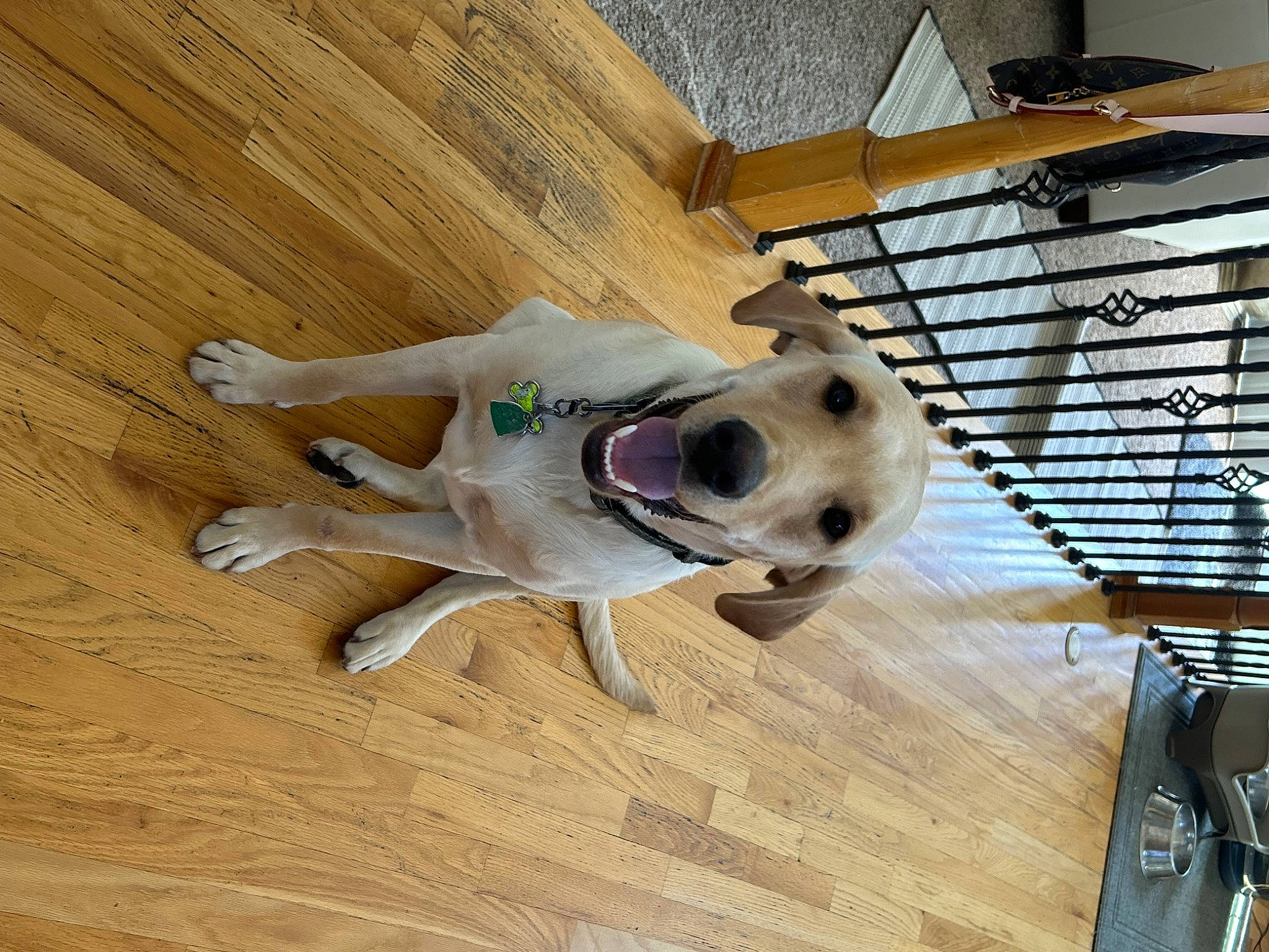 Duke is registered to the contest to win money with this photo: ball, carnivore, collar, companion_dog, dog, dog_breed, dog_supply, fawn, floor, flooring, hardwood, laminate_flooring, mammal, pet_supply, tail, toy, vertebrate, wood, wood_stain, working_animal