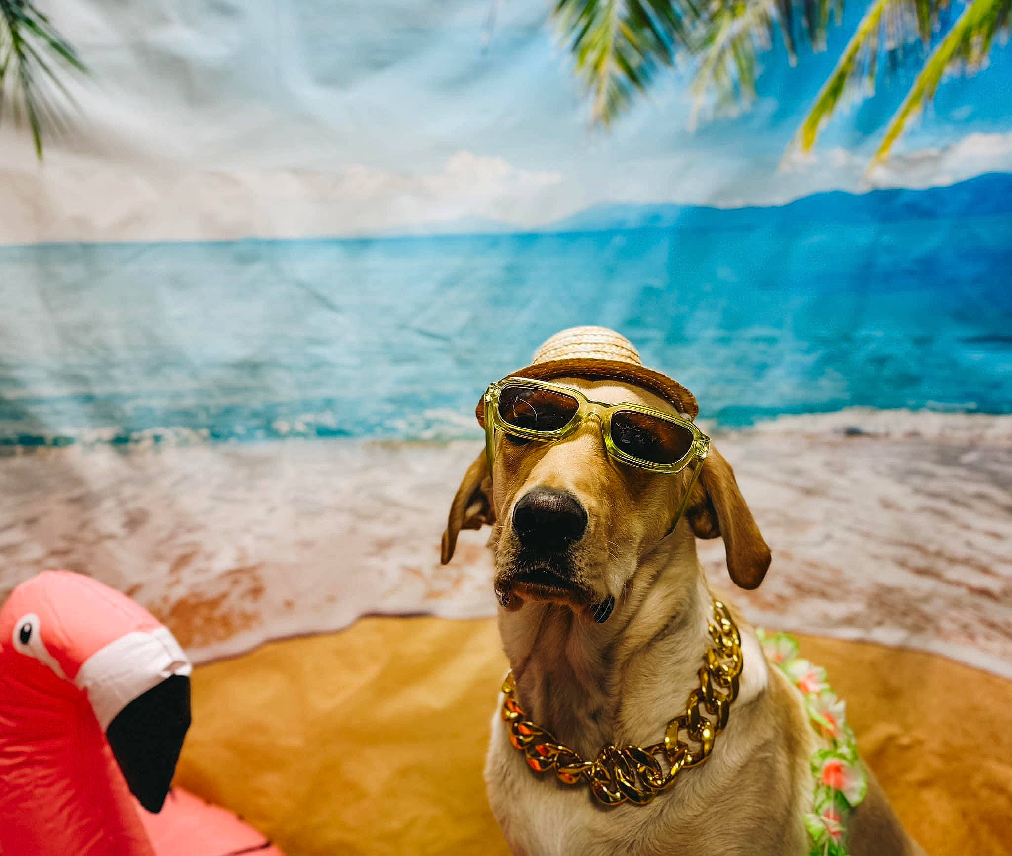 Duke is registered to the contest to win money with this photo: carnivore, collar, cool, dog, dog_breed, eyewear, fawn, fun, glasses, goggles, happy, leisure, mammal, summer, sunglasses, travel, vertebrate, vision_care, water, working_animal