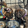 Ike Jewles is registered to the contest to win money with this photo: puppies, dogs, cage, water_bowl, food_bowl, collar, harness, brindle, outdoor, sunlight, pet, canine, animal, young_dog, playful, curious, metal_bowl, pavement, shadow, two_dogs