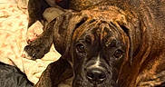 Ike Jewles is registered to the contest to win money with this photo: dog, brindle, puppy, pet, animal, indoor, blanket, laying_down, cute, looking_at_camera, fur, mammal, companion, domestic_animal, resting, two_animals, canine, friendship, young_dog, cozy