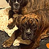 dog, brindle, puppy, pet, animal, indoor, blanket, laying_down, cute, looking_at_camera, fur, mammal, companion, domestic_animal, resting, two_animals, canine, friendship, young_dog, cozy