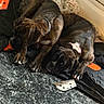 Ike Jewles is registered to the contest to win money with this photo: dog, brindle, collar, blanket, floor, pet, indoor, relaxed, lying_down, two_dogs, black_blanket, cream_blanket, sandpaper, fur, animal, companion, domestic, cute, resting, cozy