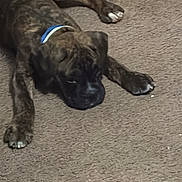 Ike Jewles is registered to the contest to win money with this photo: puppy, dog, brindle, collar, lying_down, carpet, indoor, pet, animal, cute, young_dog, brown, relaxed, four_legs, canine, sleepy, domestic_animal, fur, paw, resting