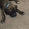 puppy, dog, brindle, collar, lying_down, carpet, indoor, pet, animal, cute, young_dog, brown, relaxed, four_legs, canine, sleepy, domestic_animal, fur, paw, resting