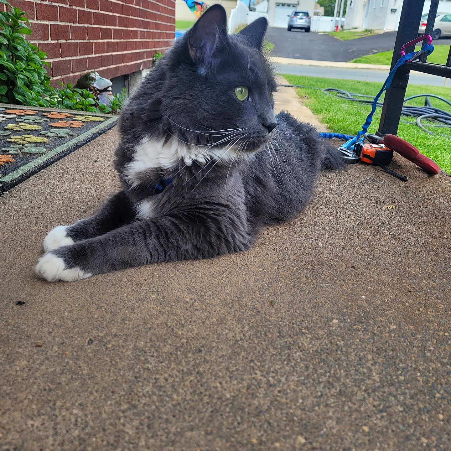 Loki joined the competition — help win amazing prizes! animal, brick_wall, cat, collar, concrete, daytime, ears, feline, gray_cat, greenery, lying_down, outdoor, pet, porch, relaxed, residential_area, side_view, suburban, whiskers, white_paws