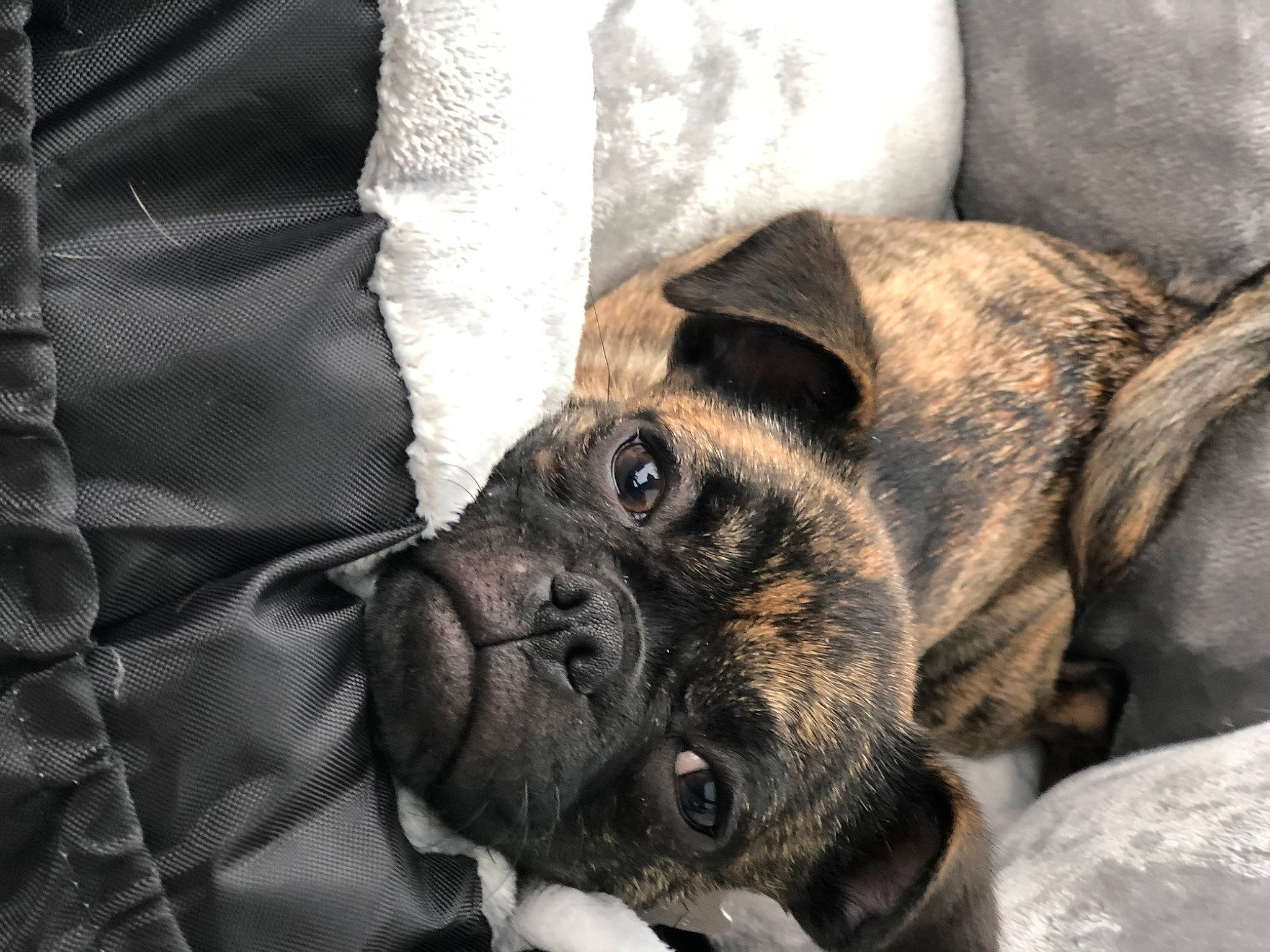 Lulu joined the competition — help win amazing prizes! bored, bulldog, canidae, carnivore, comfort, companion_dog, dog, dog_breed, ear, fawn, fur, grey, pug, reflex_camera, snout, sporting_group, toy_dog, whiskers, working_animal, wrinkle