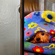 Gracie Girl is registered to the contest to win money with this photo: animal, blanket, colorful, comfort, cozy, cute, dog, face, flower_pattern, fur, indoor, looking, pet, portrait, relaxed, resting, small_dog, snug, warm, wrapped