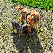 Clifford participe au concours pour gagner de l'argent avec cette photo : dog, dogs, outdoor, sunlight, grass, pavement, happy, pet, animal, canine, shadow, nature, playful, fur, small_dog, medium_dog, daylight, looking_up, tongue_out, sunny
