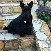 Pepper participe au concours pour gagner de l'argent avec cette photo : dog, scottish_terrier, pet, stairs, stone_steps, masonry, collar, tag, black_fur, ears, beard, portrait, outdoor, garden, purple_flowers, sitting, cute, curious, paved_path, sunlit