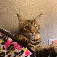 Pluto is registered to the contest to win money with this photo: cat, tabby, feline, pet, animal, whiskers, ears, curious, paw, fur, indoor, wall, blanket, colorful, pattern, leopard_print, texture, closeup, eyes, cute