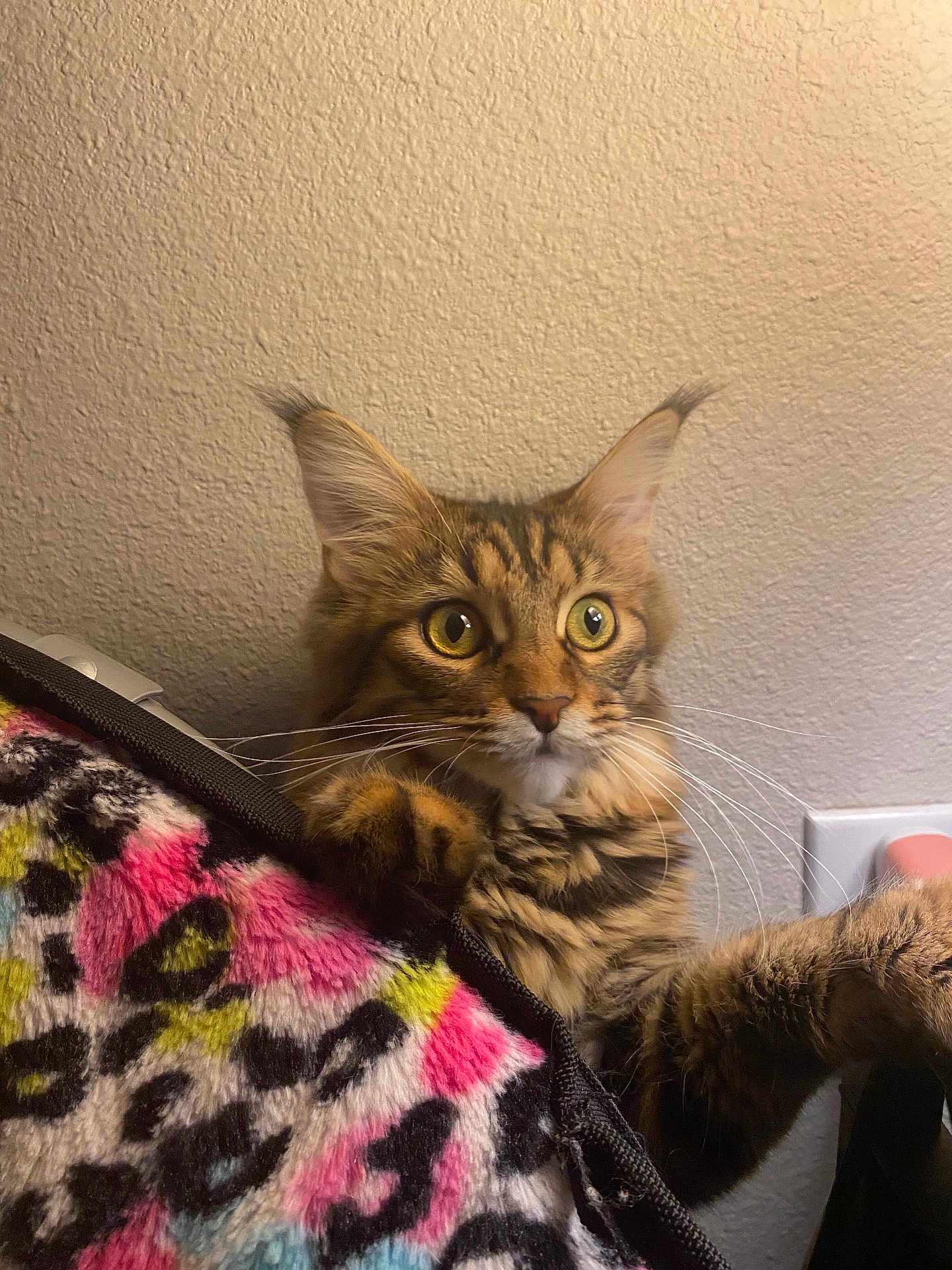 Pluto is registered to the contest to win money with this photo: cat, tabby, feline, pet, animal, whiskers, ears, curious, paw, fur, indoor, wall, blanket, colorful, pattern, leopard_print, texture, closeup, eyes, cute