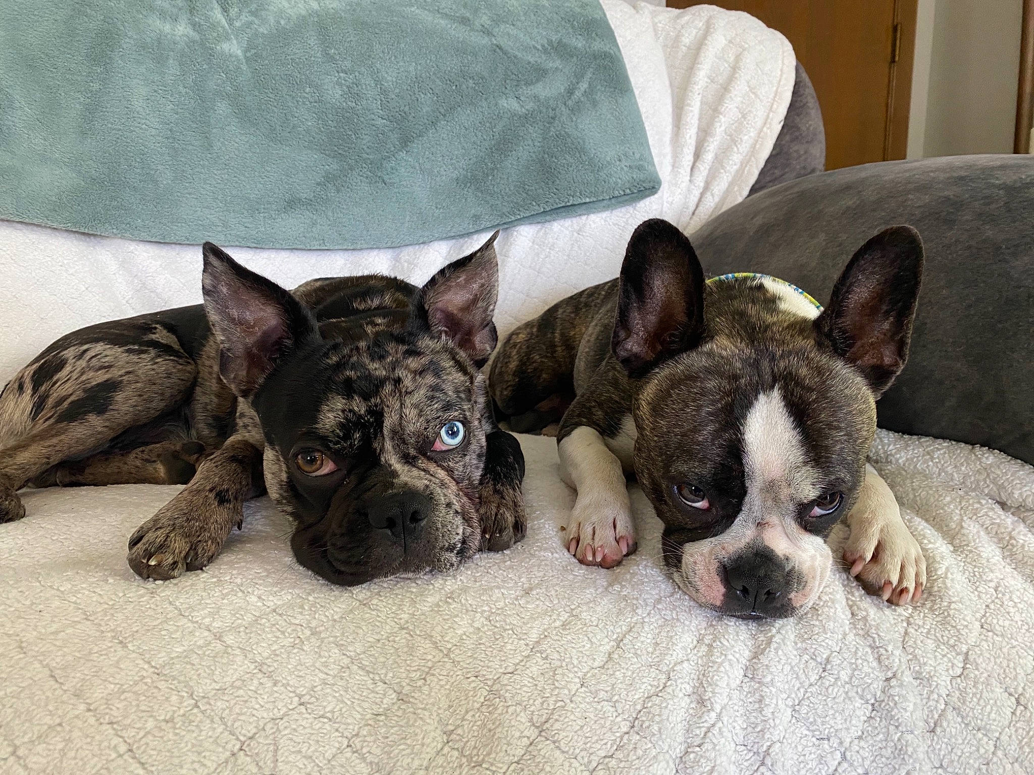 Dexter joined the competition — help win amazing prizes! boston_terrier, canidae, carmine, carnivore, comfort, companion_dog, dog, dog_breed, ear, fawn, french_bulldog, linens, non_sporting_group, puppy, snout, sporting_group, terrestrial_animal, toy_dog, whiskers, working_animal