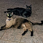 Zues is registered to the contest to win money with this photo: cat, pets, animal, indoor, tile_floor, two_cats, glowing_eyes, black_cat, siamese_cat, resting, lying_down, feline, domestic_cat, cute, eyes_reflection, whiskers, tail, alert, night_photo, floor_tiles