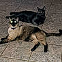 cat, pets, animal, indoor, tile_floor, two_cats, glowing_eyes, black_cat, siamese_cat, resting, lying_down, feline, domestic_cat, cute, eyes_reflection, whiskers, tail, alert, night_photo, floor_tiles